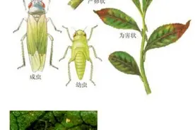 高效氯氟氰菊酯：作用特点和使用方法！图片