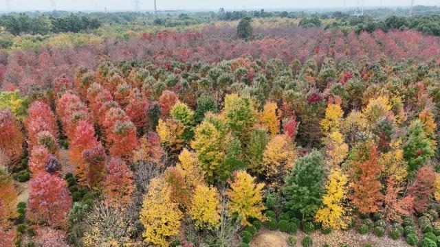 郫都横山村漫山红枫上线，快来赴一场初冬的诗意之约吧~