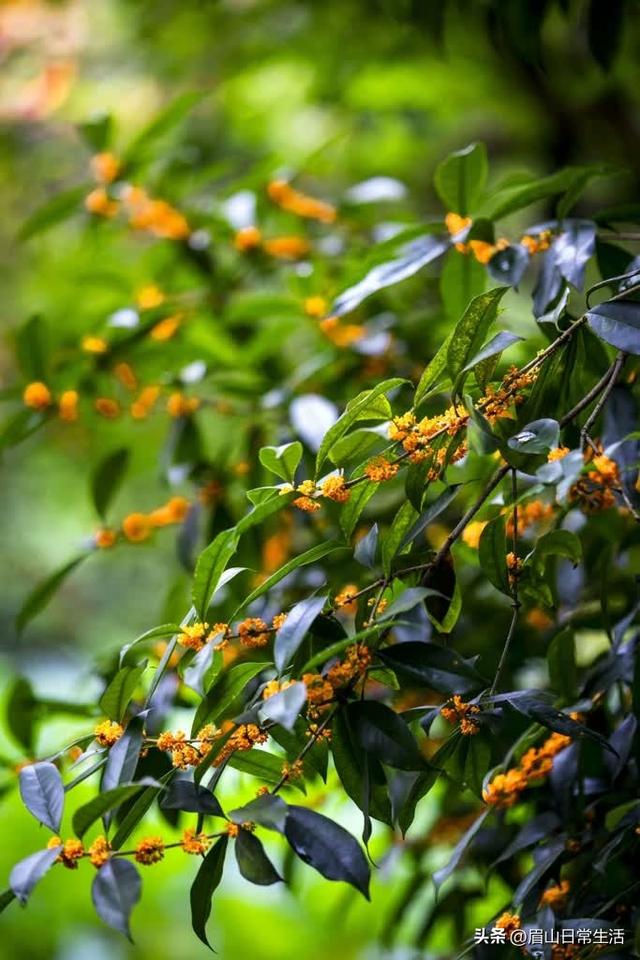 组图｜眉山东坡：桂花开了