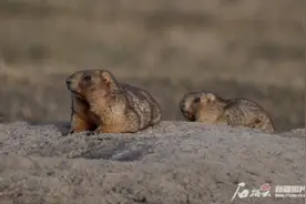 春天来了，又到了新疆土拨鼠集体出洞的季节图片