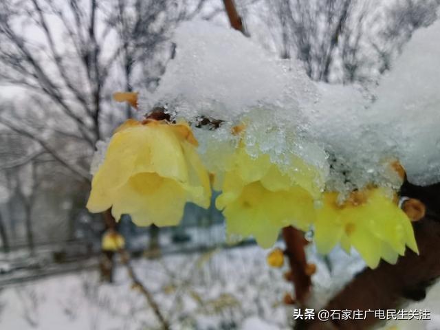 雪落枝头 邂逅石家庄公园罕见春景