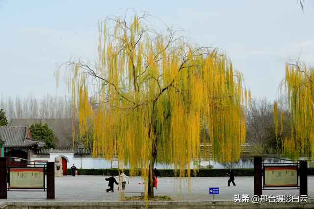 达活泉：公园披金衣，满目黄金柳（图）