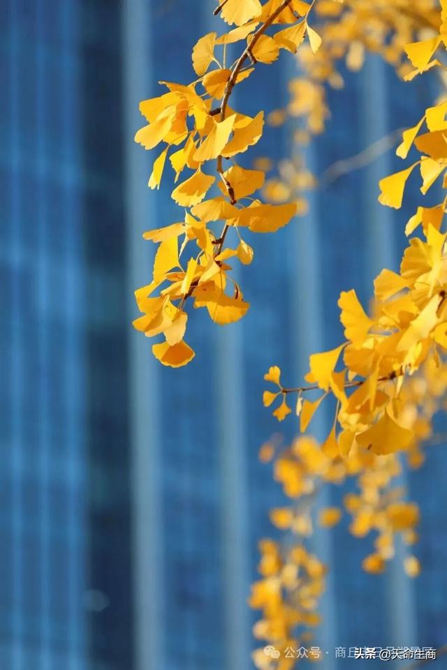 商丘日月湖景区：从来银杏不负秋