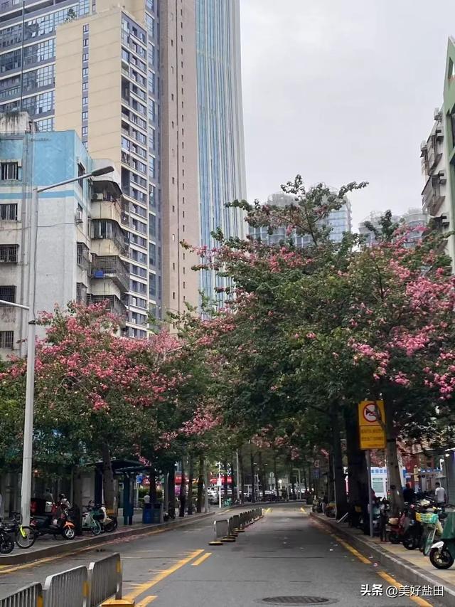 盐田林荫道，永远是封神的存在
