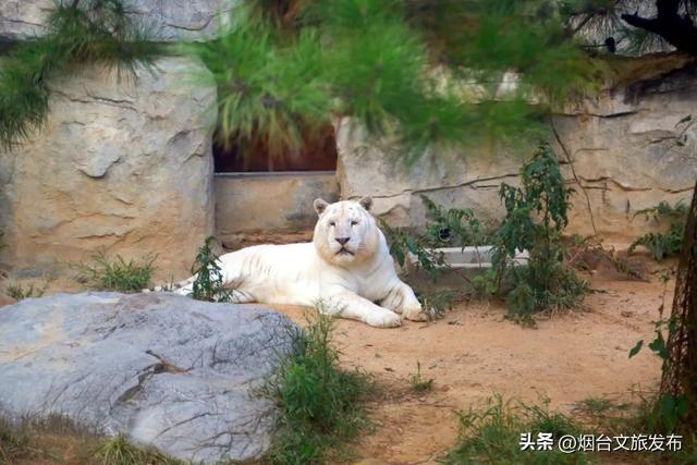 【乐游烟台】进来薅羊毛！烟台这些景区8月有优惠→