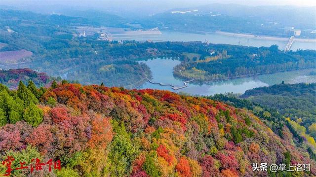 层林尽染！洛阳黄河两岸秋景已上线