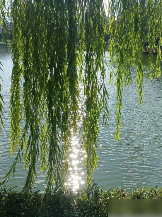 阴树不能进阳宅，老祖宗告诫：不管院子多大，这5种树最好都别种
