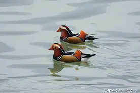 白居易诗中的两性关系图片