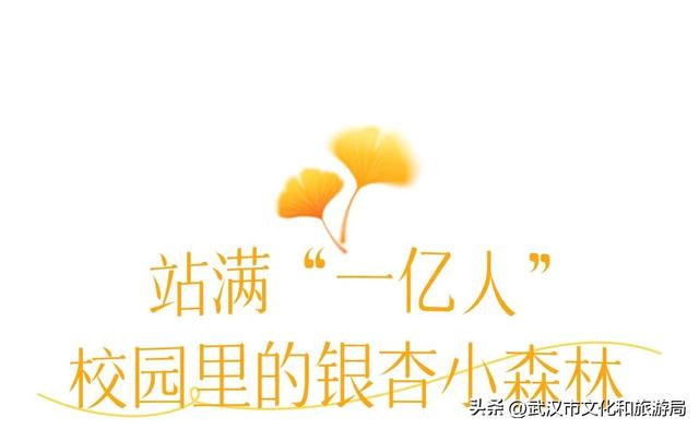 限时绝美！武汉街头颜值巅峰，地铁直达