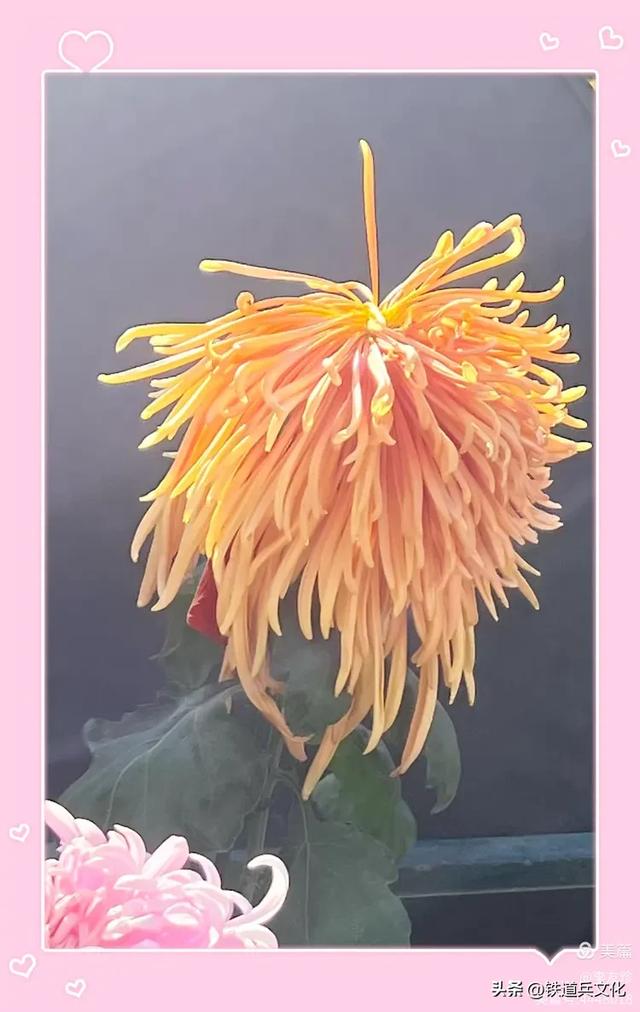 李友珍||岁月倏然·菊韵飘香——紫竹院公园的菊展