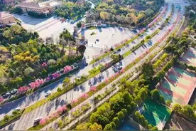 昆明不止有海鸥，第一波冬樱花让你心动了吗？图片