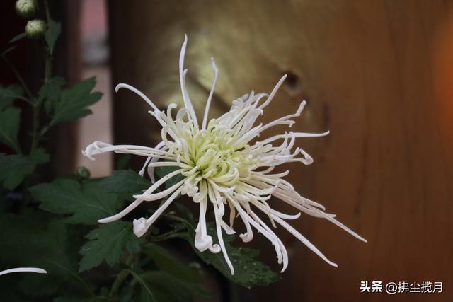 小区里的“菊展”，家门口的美景