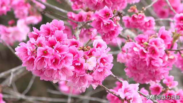 石屏樱开正盛 赴一场半山春光之约