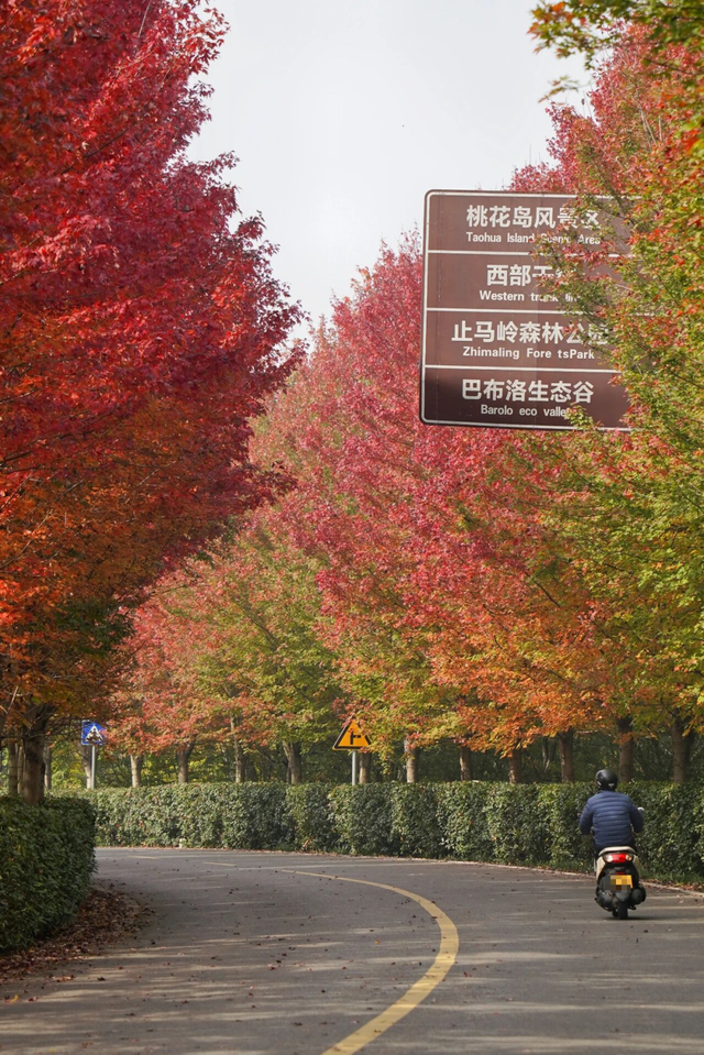 江北这里，红透了！