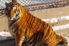 中国五种野生老虎为什么都灭绝了？1986年11月19日东北虎不足30只图片