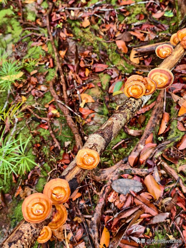 马来西亚(36)砂拉越州⑩峇哥国家公园夜间徒步体验