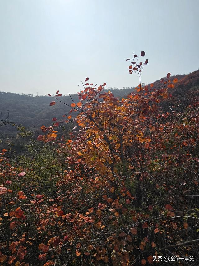 看万山红遍，层林尽染，只是孤影只单，一起相约打卡如何？