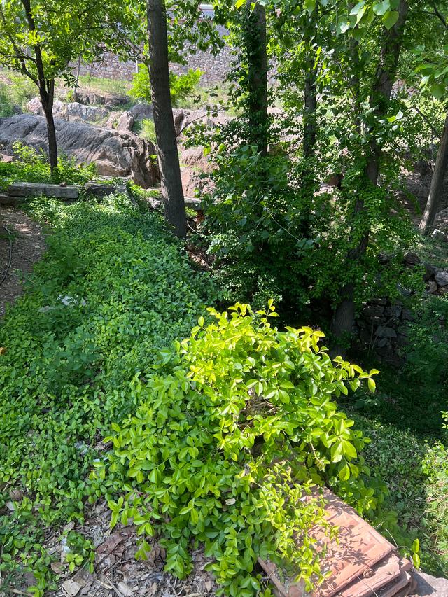 人在旅途（1）：我的家乡，山东安丘一个小山村。