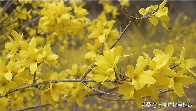 颜值＋实力！十堰这个镇厉害了！