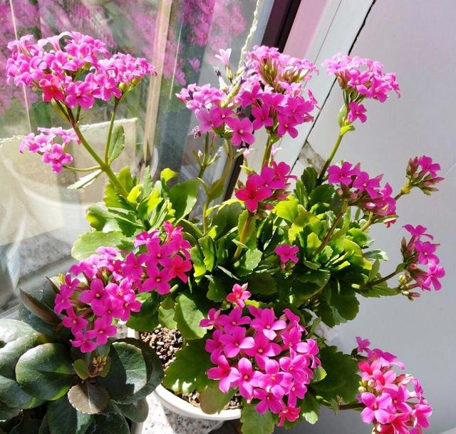 9种花“很养人”，卧室摆放二三盆，好看又能“促睡眠”