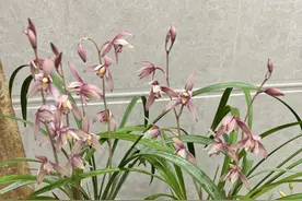 养花9年，我淘汰了10种“薄命花”，实在“太难养”了图片