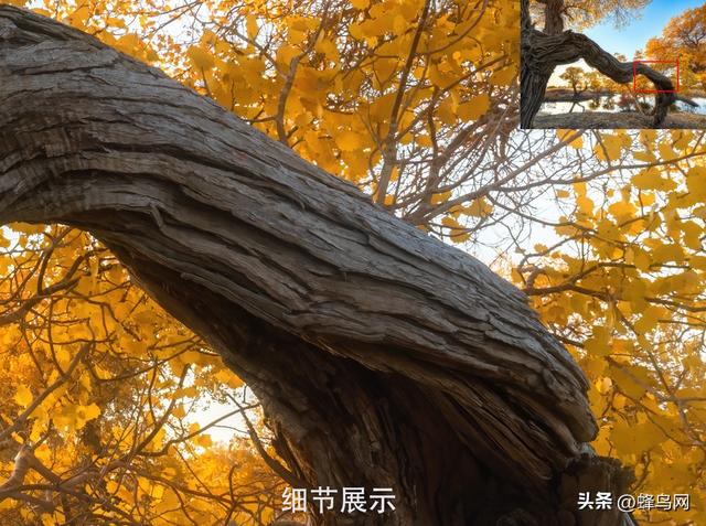 南疆寻秋--富士GFX100 II刻画南疆的雪山、沙漠与胡杨