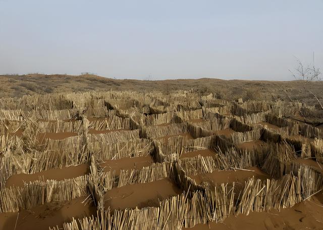 美媒：中国不可怕，可怕的是中国仅用10万头猪，解决了治沙难题