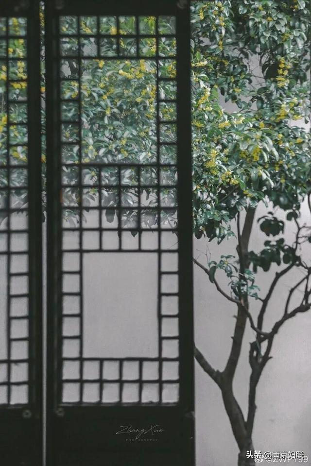 秋日南京，金色相逢