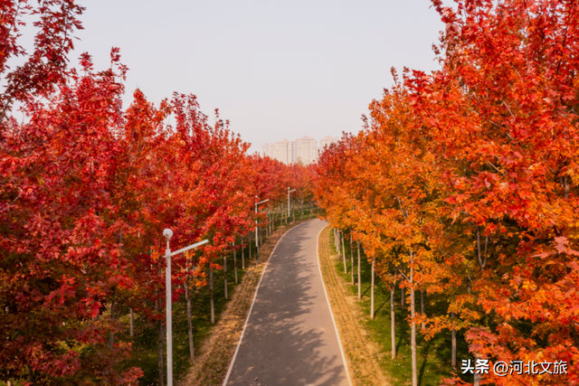 秦皇岛最大临海公园迎来"颜值巅峰",栈桥听海、枫林斑斓,打卡走起!