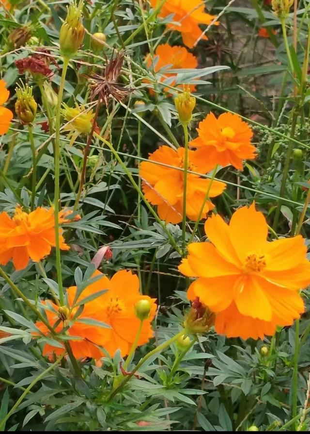 王林平随笔《菊花又开了》
