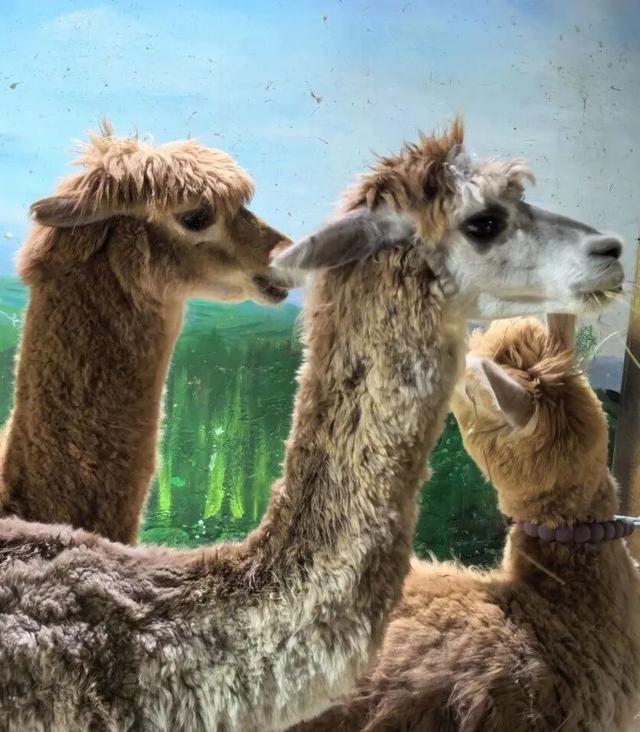 潍坊人有自己的“疯狂动物城”！冲！冲！冲！