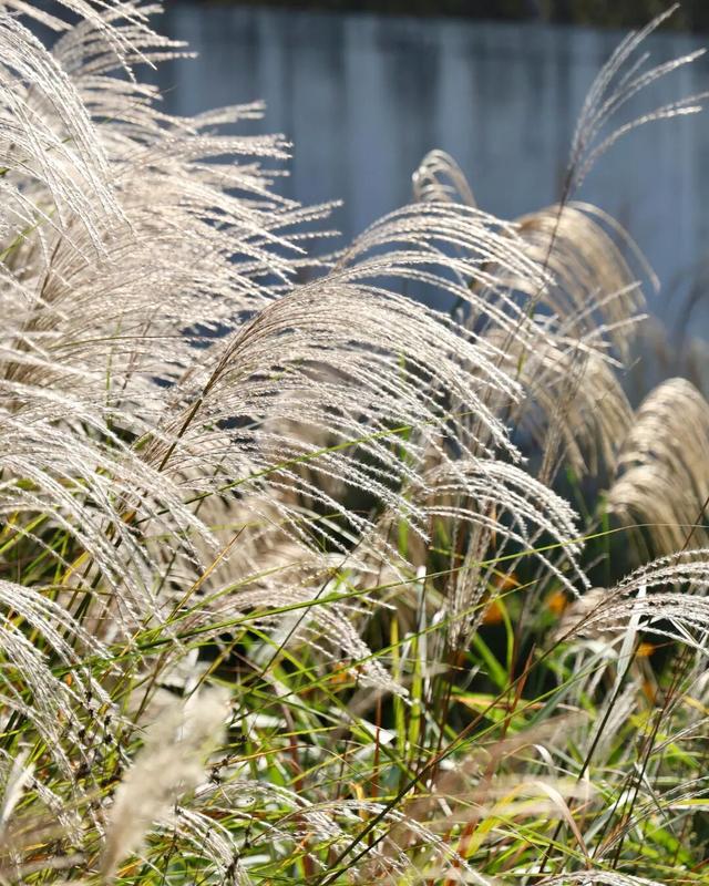 长江边，“飘雪”了！