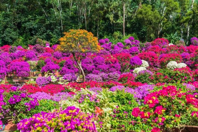 走！今天出发莲花山！拍“爆”20万㎡花海