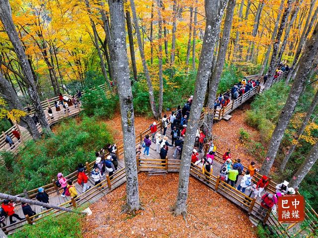 多图 | 红叶遍山野 赏秋正当时 光雾山红叶进入最佳观赏期