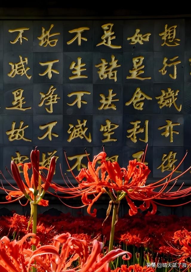秋日里的"冥界之花"——9月的"大兴善寺彼"岸花观赏攻略!