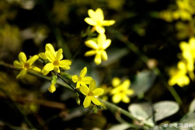 济南的春天，从一抹金黄开始！