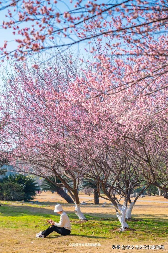 10万株！粉色花海开爆武汉，免费打卡