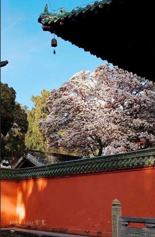 青睐绵阳 || 这个春天，来平武赴一场Color Walk