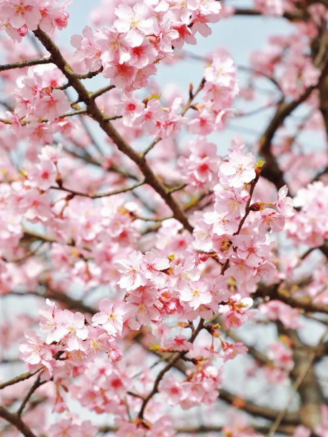 快来新津！成都最早最大面积樱花盛放！