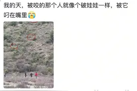 西藏一地村民投石驱赶伤人藏马熊？当地林草局：暂未收到报警，熊一般不主动攻击人图片