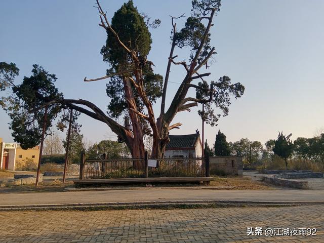 邓州韩营千年古柏，守望着禹庙和数万乡亲奋战过的引丹会战旧址