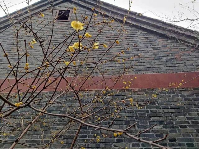 香香香香香！金坛茅山的第一波蜡梅开了！