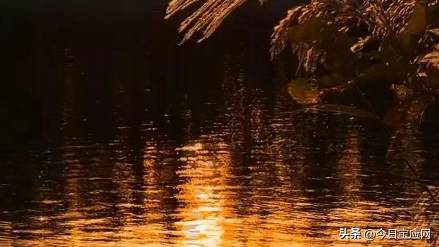 宝应运河边又一打卡地：霞落蒹葭处，粉黛醉斜阳