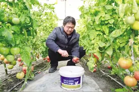 金塔：特色水果成“抢手货”图片