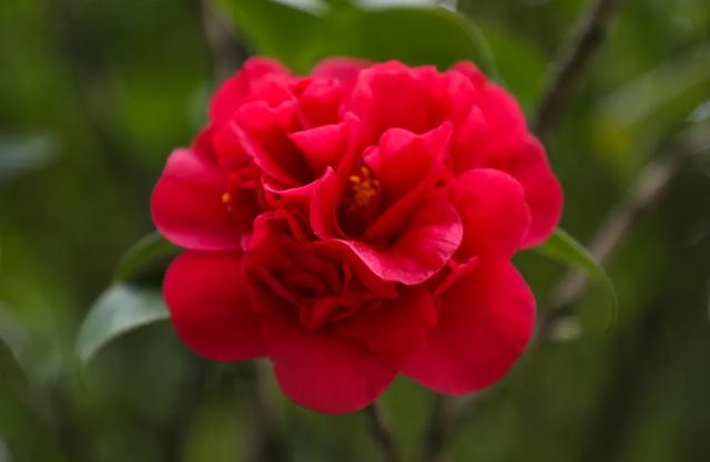 踏春好去处!贵州省植物园花开好啦