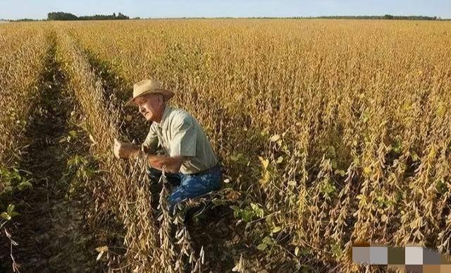 美国主动约谈背后：大豆滞销、芯片漏风，10月底成中美博弈生死线