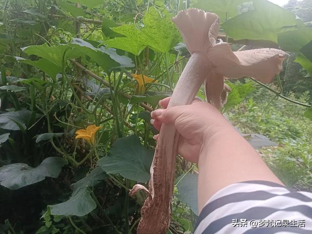 70多岁的老娘像个拼命三郎,一个人在雨天漫步拥抱大自然感觉不错