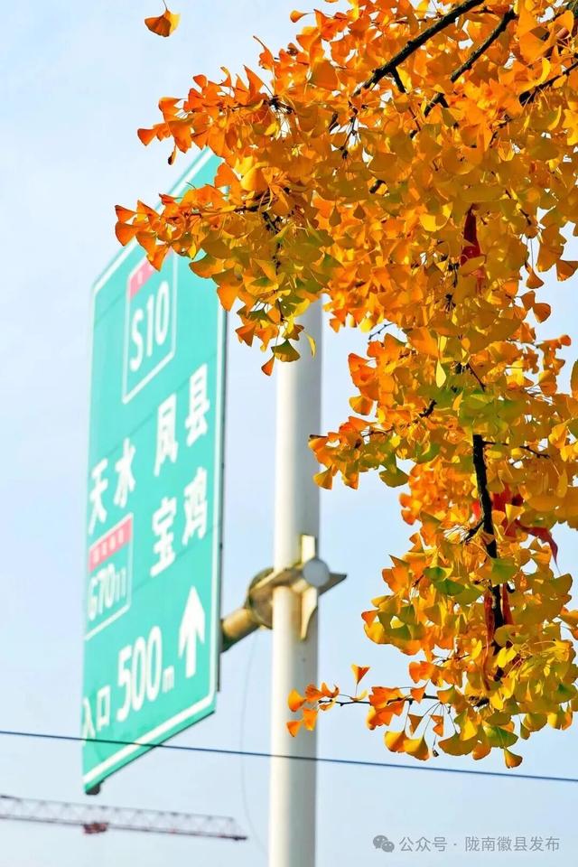 邂逅千年银杏，共赴一场时光之约