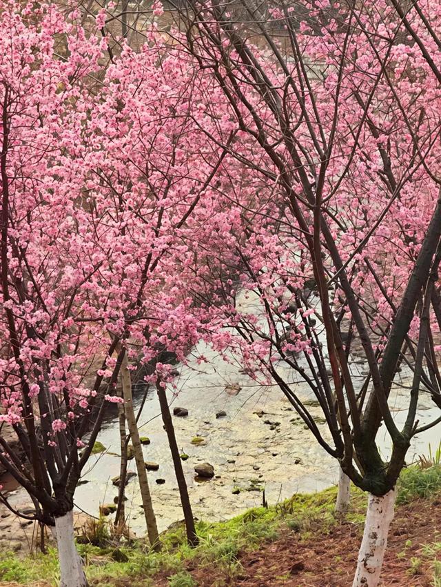 开往春天的列车,发车!这3个地方最出片!