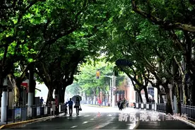 申城317条林荫道，你家附近有吗？图片